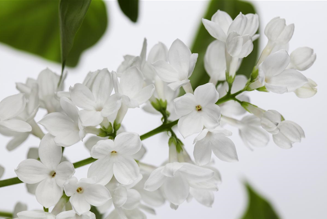 FLIEDER - EINPFLANZEN IM GARTEN