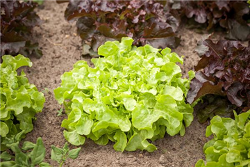 DA HABEN WIR DEN SALAT