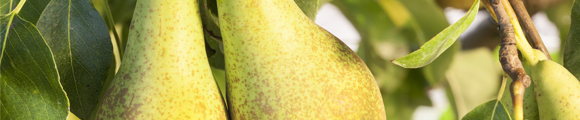 Pyrus communis 'Conference'