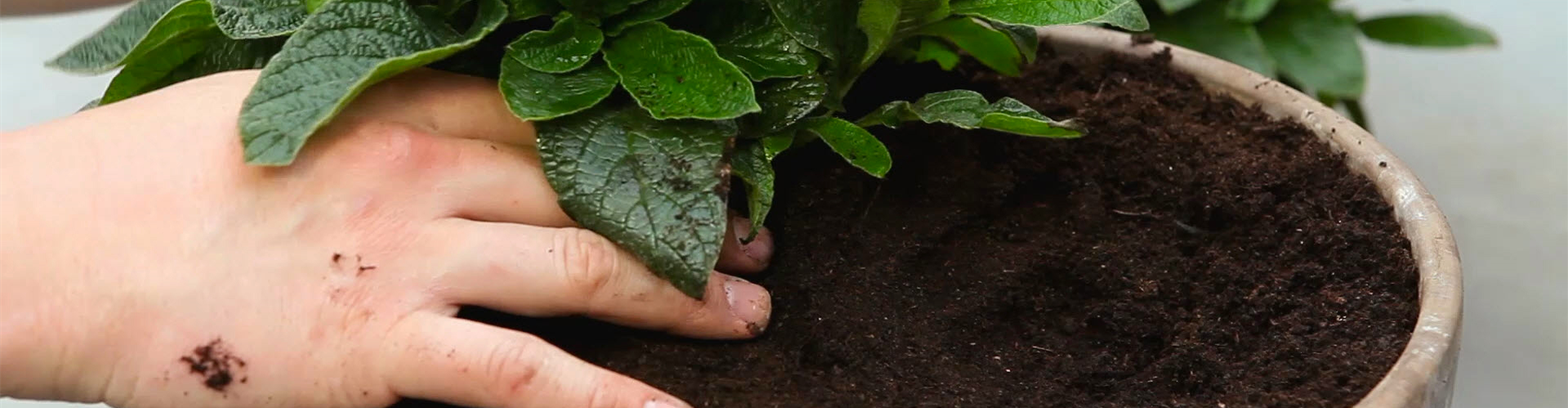 Vanilleblume - Einpflanzen in ein Gefäß (thumbnail)