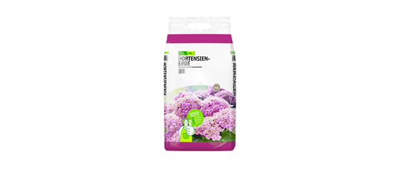 PFLANZE DES MONATS MÄRZ: ZIMMER-HORTENSIE