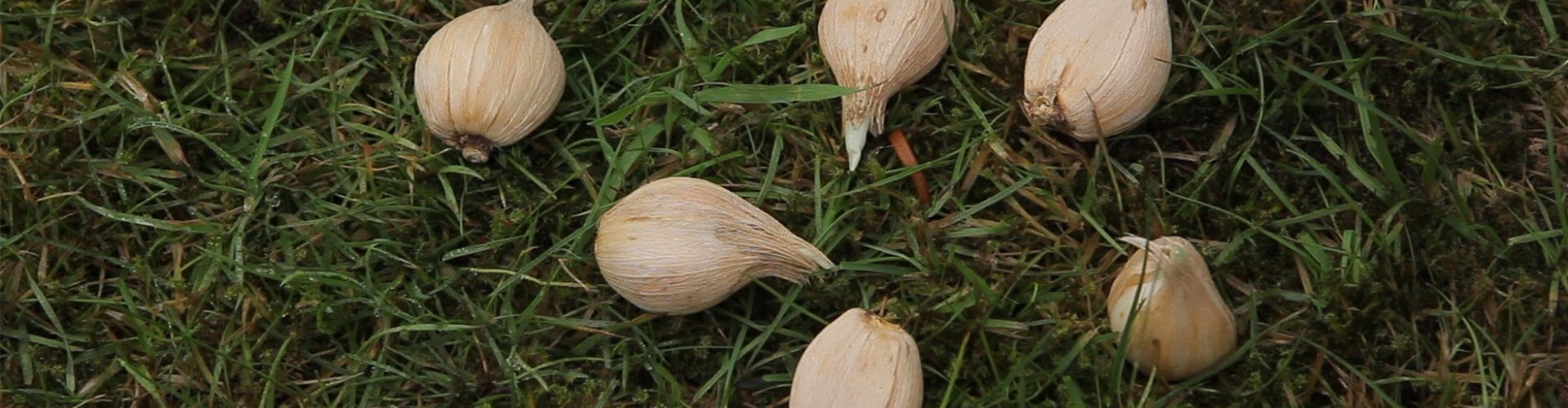 Netzblatt-Schwertlilie - Blumenzwiebeln einpflanzen (thumbnail)