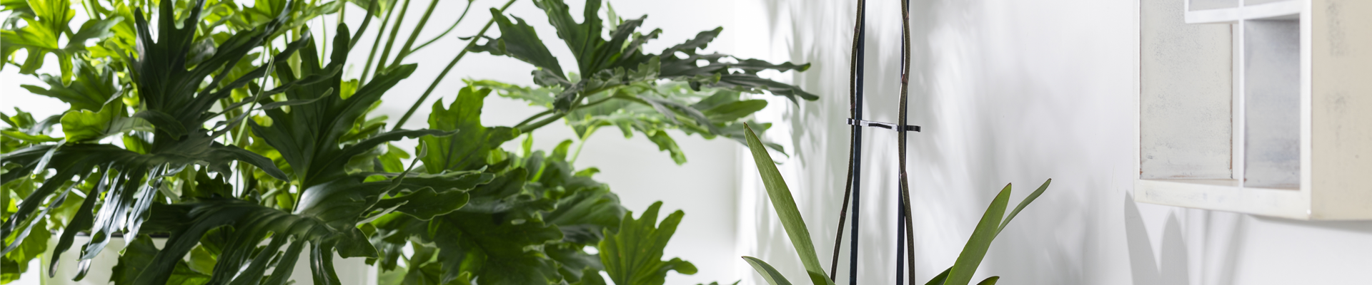 Phalaenopsis 'Konfetti Mix'