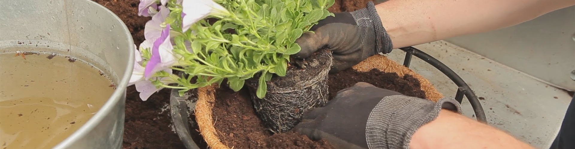 Hanging Basket - Bepflanzen (thumbnail)