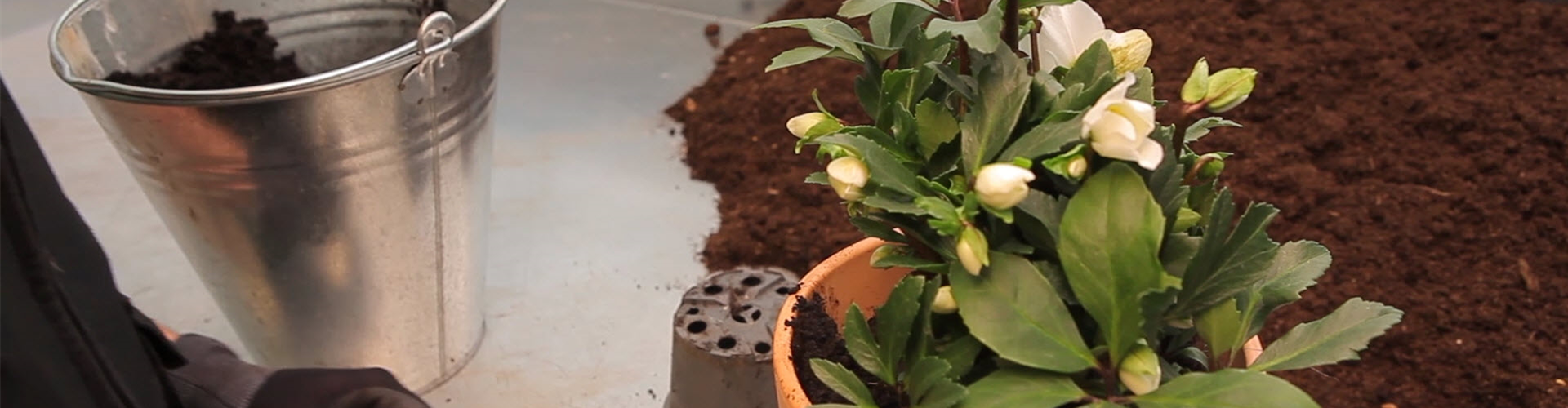 Christrose - Einpflanzen in ein Gefäß (thumbnail)